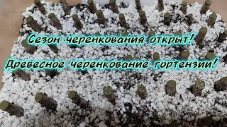 Сезон черенкования открыт! Черенкование древовидной гортензии одревесневшими черенками! 🌱🌱🌱#черенок