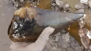 Xiaozhang Catch A Giant CONCH Like A Horn after Picking up Octopus （Catch the sea）