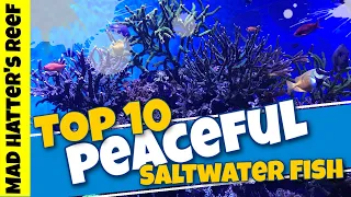 Top 10 Peaceful Saltwater Fish