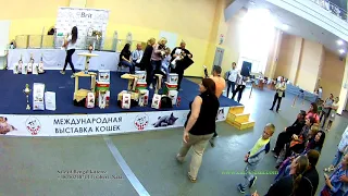 16092018, Выставка кошек, Харьков, Радмир Экспохолл, WCF, Best and show