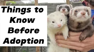 Ferret Adoption: 10 Things You MUST Know!