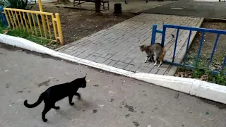 2020. Уличные котики. Застенчивый кот/ Street cats. Shy cat/ Los gatos callejeros. El gato tímido