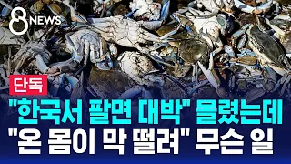 [단독] "이거 팔면 대박" 이탈리아 푸른꽃게…"온 몸이 막 떨려" 무슨 일 / SBS 8뉴스