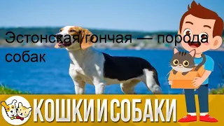 Эстонская гончая — порода собак