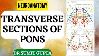 Transverse Section of Pons || NEUROANATOMY-THE BRAINSTEM