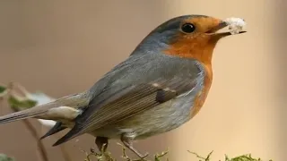 the world's greatest Bird's HD 4k ultra-relaxing music and nature 4k tv