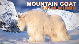 Mountain Goat in British Columbia // Chasse à la Chèvre Blanche en Colombie Britannique // 2023