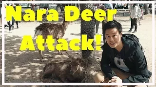 Nara Deer ATTACK ! - Osaka Castle Cherry Blossom Spot  | Travel Vlog Japan