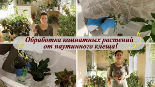 Обработка комнатных растений от паутинного клеща. Как обнаружить и что делать!