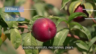 Siberian Wellness production unit and orchards in Uzbekistan