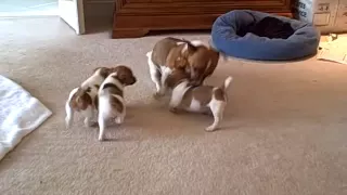 Mother Jack Russell plays with her puppies