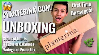 First Time Planterina.com Unboxing!🌿I bought 5 House Plants from Planterina! Planterina Plant Haul!