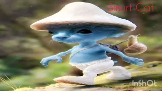 We Live We Love We Lie Smurf Cat • Blue smurf Cat 🥶💙🫂👥👤🗣️👣 TikTok compilation Smurf Cat