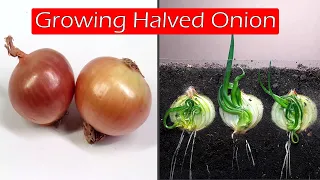 Growing halved onion - time lapse #greentimelapse #gtl #timelapse