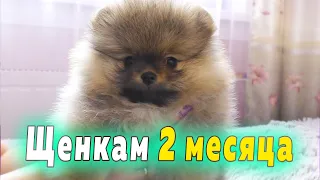 Spitz puppies are 60 days old - 2 months old. Weight of puppies, how much do small spitz eat