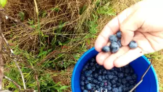 Fastest way to pick blueberries