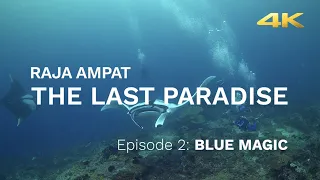Raja Ampat - The Last Paradise | Blue Magic | Papua Diving | Indonesia | Fish ID | 4K