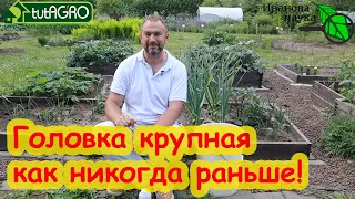 ПОДКОРМКА ЧЕСНОКА НА КРУПНУЮ ГОЛОВКУ ПОСЛЕ УДАЛЕНИЯ СТРЕЛКИ. Чеснок будет крепкий, лежкий, вкусный.