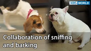 Collaboration of sniffing and barking [Dogs are incredible : EP.133-2] | KBS WORLD TV 220802