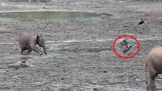 Determined baby elephant learns to charge by chasing birds