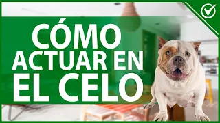 🐶 ¿Cómo QUITAR el CELO a una PERRA? - Remedios caseros y tratamiento 💗🐶