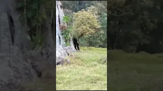 ¡Increíble avistamiento de oso 🐻 en #Galán, Santander, vereda Portugal!