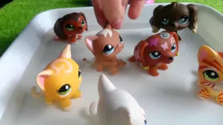 LPS : "Zakręceni" #16 Littlest Pet Shop !