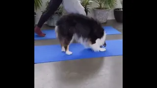 Dog doing yoga properly