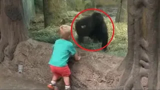 A baby comes close to a baby gorilla. What happened next is amazing!