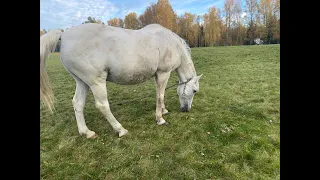 Новости на хозяйстве