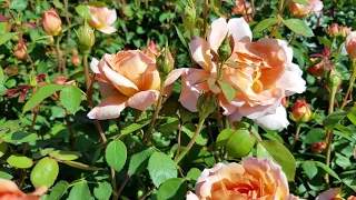 Rosa Carding Mill® (David Austin English Rose)