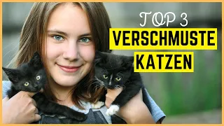 TOP 3 VERSCHMUSTE KATZENRASSEN - Katzen zum Schmusen auf der Couch