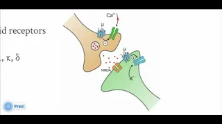 Pharmacology - opioids