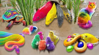 So Amazing.. Catching Colorful Betta Fish In The River, Giant Catfish, Ornamental Fish, Turtle, Bird