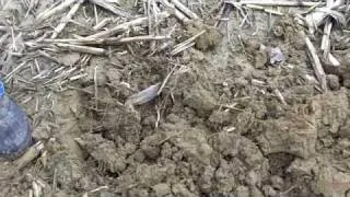 No Cover Crop Field Posey County Indiana