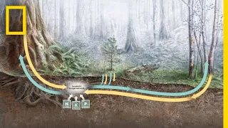 How Trees Secretly Talk to Each Other in the Forest | Decoder