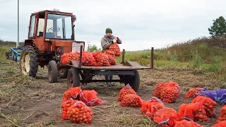 ВОТ ЭТО УРОЖАЙ КАРТОФЕЛЯ! ЗА РАЗ НЕ УВЕЗЛИ НА ТРАКТОРЕ | ПРО НАС НАПЕЧАТАЛИ СТАТЬЮ В ЖУРНАЛЕ