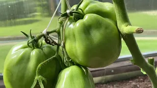 Новинки сортов томатов 2020
