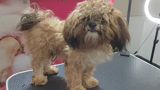 You won't BELIVE this is NOT a street DOG - VETERINARY CASE - GROOMING TRANSFORMATION
