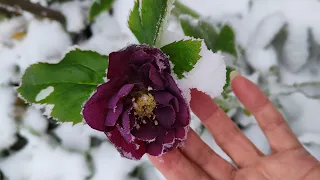 Чудо-морозник Double Ellen Purple. Три волны цветения за сезон 05.12.2022 г. Пятигорск.