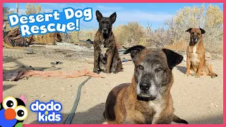 Dogs Stuck In Hot Desert Need Our Help! | Dodo Kids | Rescued!