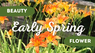 Beauty Flowers to Plant in Early Spring 🌼🌸// Spring Flowers Planting Ideas ✨
