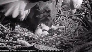 1-31-2024 #3!!!!!!!!!!! Jackie’s First Full 3-Egg Clutch!