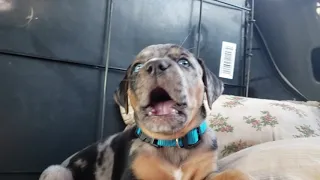 Catahoula puppy being sassy