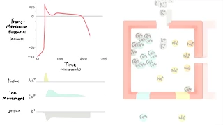 Heart Muscle Action Potential - Animated