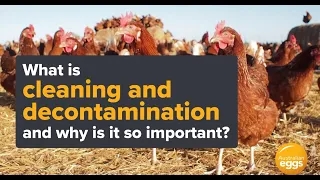 Healthy Hens- Cleaning and decontamination.