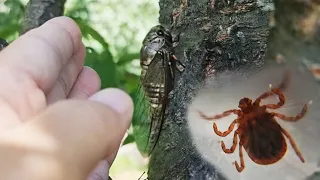 After catching a giant cicada, something terrible happened to me!