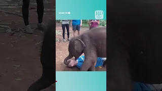 Baby Elephant cuddles with tourist