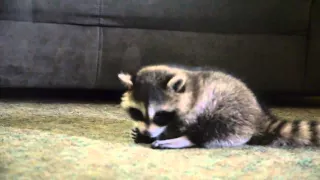 Taz Murray the baby raccoon Eating a Butterscotch Candy