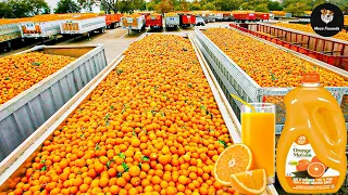 Como O Suco De Laranja É Feito Em Uma Fábrica | Fazenda